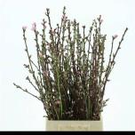 Prunus 60cm