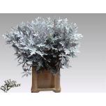 Quercus palustris Tammeoks paint White 80cm (tk)*20