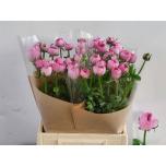 Ranunculus Tulikas Amandine Marshmallow