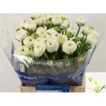 Ranunculus Tulikas Aazur White