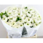 Ranunculus Tulikas Clooney White