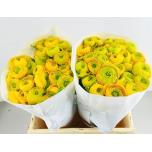 Ranunculus Tulikas Clooney Yellow