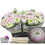 Ranunculus Tulikas Confetto (Success 416 Pink)