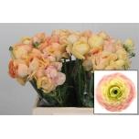 Ranunculus Tulikas Grand Pastel