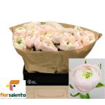 Ranunculus Tulikas Clooney Hanoi