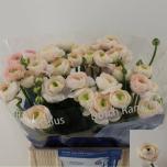 Ranunculus Tulikas Hanoi