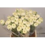 Ranunculus Tulikas Cream