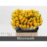 Roos 40cm Moonwalk