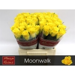 Roos 40cm Moonwalk