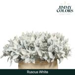 Ruscus hypophyllum paint White 60cm (pk)