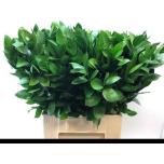 Ruscus hypophyllum 70cm (pk)