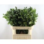 Ruscus hypophyllum 70cm (pk)