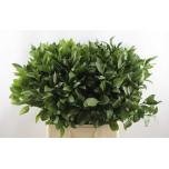 Ruscus hypophyllum 70cm (pk)