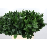 Ruscus hypophyllum 70cm (pk)