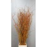 Salix Paju Golden Curls 120cm