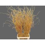 Salix Golden Curls 130cm (tk)