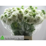 Scabiosa Tähtpea Scoop White 60cm