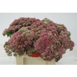 Sedum Kukehari 55cm