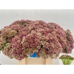 Sedum Kukehari 60cm