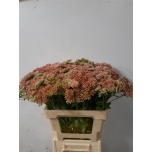 Sedum Kukehari 60cm