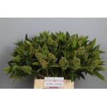 Skimmia Kew Green 40cm (pk)