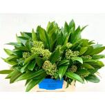 Skimmia Kew Green 40cm (pk)