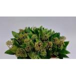 Skimmia Kew Green 40cm (pk)