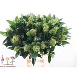 Skimmia Kew Green 40cm (pk)