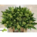 Skimmia Kew Green 50cm (pk)