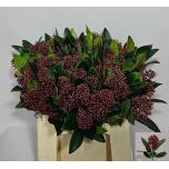 Skimmia Rubella 30cm (pk)