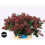 Skimmia Rubella 40cm (pk)