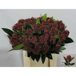 Skimmia Rubella 40cm (pk)