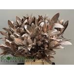 Skimmia paint Rose Gold 50-55cm (pk)