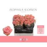 Roos 60cm Sophia Loren