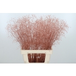 Talinum Habrasõis paint Rose Gold 70cm