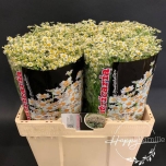 Tanacetum Neitsikummel Single Vegmo 50cm*25