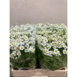 Tanacetum Neitsikummel Single Vegmo 60cm*25