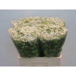 Tanacetum Neitsikummel Single Vegmo 60cm*25