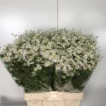 Tanacetum Neitsikummel Single Vegmo 60-65cm*25