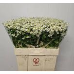 Tanacetum Neitsikummel Single Vegmo 60cm*25