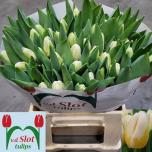 Tulp si Antarctic Flame