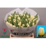 Tulp si Antarctic Flame