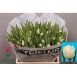 Tulp do Galileo