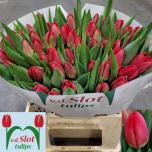 Tulp si Antarctica Fire