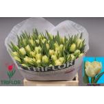 Tulp do Avant Garde