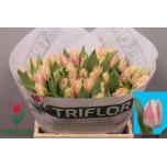 Tulp fr Bell Song