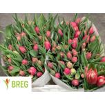 Tulp do Championship