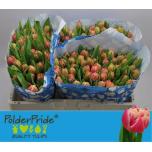 Tulp do Columbus