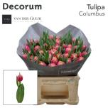 Tulp do Columbus