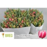 Tulp do Columbus